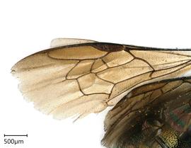  Ceratina richardsoniae , male wing. photo: Chelsey Ritner 

