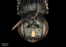   Ceratina aerola  female face, photo: Joshua Hengel 
