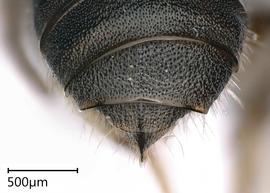   Ceratina australensis , male. photo: Chelsey Ritner 
