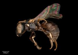   Ceratina australensis  ?male lateral habitus, photo: Joshua Hengel 
