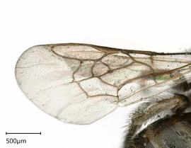   Ceratina australensis , female wing. photo: Chelsey Ritner 
