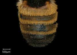   Carinula torrida  male abdomen, photo: Shaun Heller 
