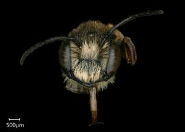   Carinula torrida  male face, photo: Shaun Heller 
