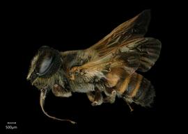   Carinula torrida  male lateral habitus, photo: Shaun Heller 
