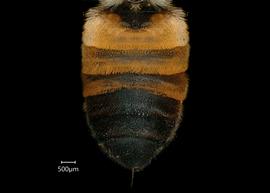   Carinula torrida  female abdomen, photo: Shaun Heller 
