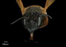   Carinula torrida  female face, photo: Shaun Heller
