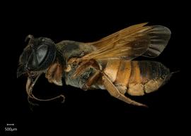   Carinula torrida  female lateral habitus, photo: Shaun Heller 
