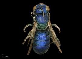   Ceratina binghami  male dorsal habitus, photo: Chelsey Ritner 
