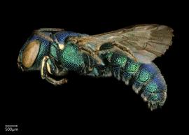   Ceratina binghami  male lateral habitus, photo: Chelsey Ritner 
