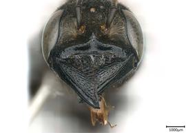   Maximegachilenbsp;maxilossa nbsp;female face, photo: Colleen Meidt 
