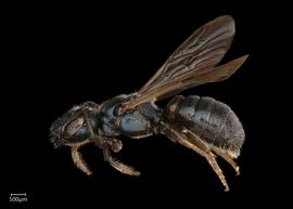   Ceratina cyanea  female lateral habitus, photo: Joshua Hengel 
