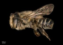   Megachile abongana  male lateral habitus, photo: Joshua Hengel 
