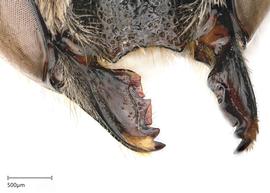  Megachile constructrix nbsp;femalenbsp;mandibles, photo: Joshua Hengel 
