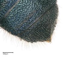   Ceratina chalcites , female. photo: Colleen Meidt 
