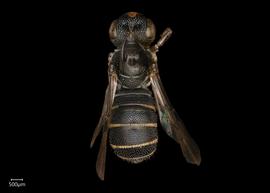   Ceratina tanganyicensis  female dorsal habitus, photo: Joshua Hengel
