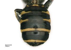   Ceratina bryanti , male abdomen. photo: Brooke Bagot 
