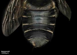  Megachile contructrix  female abdomen, photo: Colleen Meidt 

