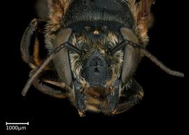   Megachile contructrix  female face, photo: Colleen Meidt 

