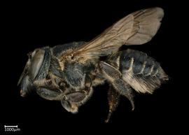   Megachile contructrix  female lateral habitus, photo: Colleen Meidt 
