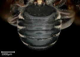   Megachile contructrix  male abdomen, photo: Colleen Meidt 
