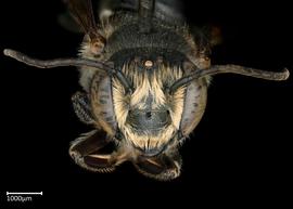   Megachile contructrix  male face, photo: Colleen Meidt 
