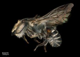   Megachile contructrix  male lateral habitus, photo: Colleen Meidt 
