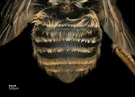   Megachile laetanbsp; female abdomen, photo: Colleen Meidt