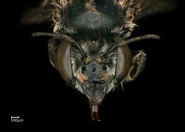   Megachile laetanbsp; female face, photo: Colleen Meidt
