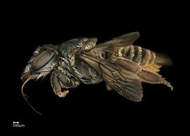   Megachile laetanbsp; female lateral habitus, photo: Colleen Meidt