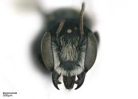   Hackeriapis  nbsp; sp.nbsp;male face, photo: Colleen Meidt 
