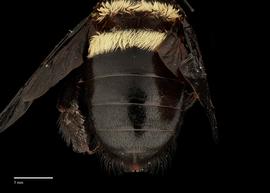  Xylocopa inconstans, female, abdomen, habitus, photo: J. Scott Adams 
