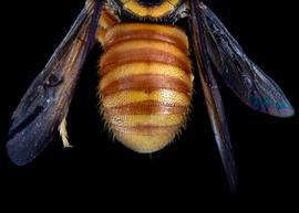   Hypanthidioides panamense  female abdomen, photo: C. Ritner 
