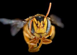   Hypanthidioides panamense  female face, photo: C. Ritner 
