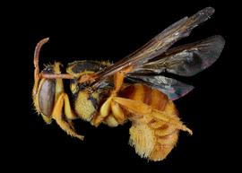   Hypanthidioides panamense  female lateral habitus, photo: C. Ritner 
