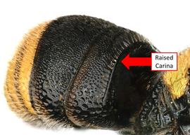   Anthodioctes calcaratus  male T1 with raised carina, photo: C. Ritner 
