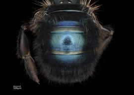   Osmia lignaria  female abdomen, photo: Chelsey Ritner 
