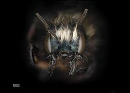   Osmia lignaria  female face, photo: Chelsey Ritner 

