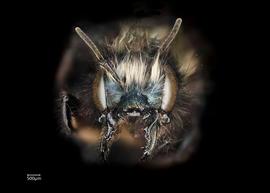   Osmia lignaria female face, photo: Chelsey Ritner 

