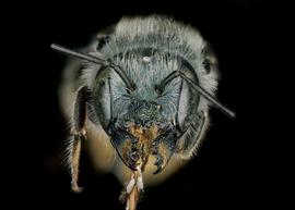   Osmia coloradensis  female face, photo: Chelsey Ritner 
