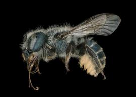   Osmia coloradensis  female lateral habitus, photo: Chelsey Ritner 
