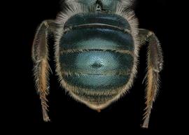   Osmia coloradensis  female abdomen, photo: Chelsey Ritner
