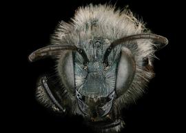   Osmia grinelli  male face, photo: Chelsey Ritner 
