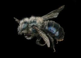   Osmia grinelli  male lateral habitus, photo: Chelsey Ritner 
