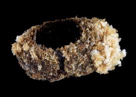   Osmia cyanella  nest cell, photo: C. Ritner 
