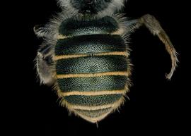   Osmia aliciae  female abdomen, photo: Chelsey Ritner
