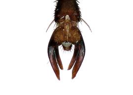   Lithurgopsis littoralis  male tarsal claw with arolia present, photo: C. Ritner 
