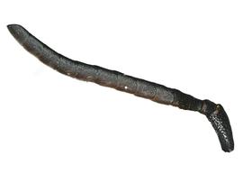   Lithurgopsis littoralis  male antenna, photo: C. Ritner 
