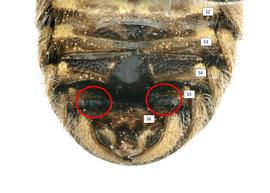   Paranthidium jugatorium  male S5 with lobed comb, photo: C. Ritner 
