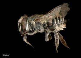   Megachile apicalis  female lateral habitus, photo: Colleen Meidt 
