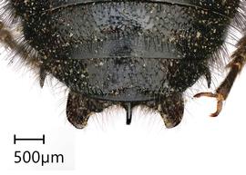   Anthidium atripes nbsp;male, dorsal view of seventh tergum (T7), photo: Tevan Brady 
